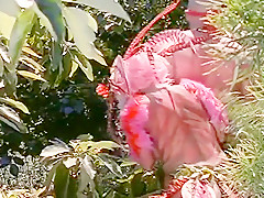 The Jungle, Scene 4
