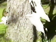 Exotic Brunette, Retro xxx clip