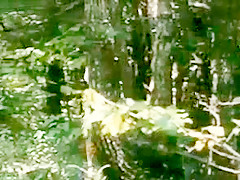 Like a fairy tale the grey wolf and little red riding hood