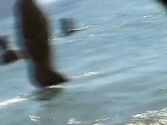 Seaside Sweeties Bare Beach Spy