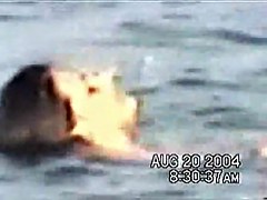 Sassy couple voyeured in the water seems to be fucking