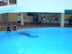 Sexy white wazoo swimming with dolphins on beach voyeur cam