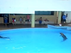 Sexy white wazoo swimming with dolphins on beach voyeur cam