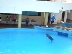 Sexy white wazoo swimming with dolphins on beach voyeur cam