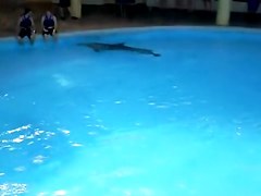 Sexy white wazoo swimming with dolphins on beach voyeur cam