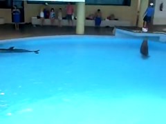 Sexy white wazoo swimming with dolphins on beach voyeur cam