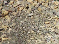 Hidden Zone Exposed beach 7