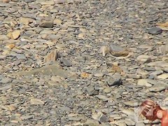 Hidden Zone Exposed beach 7