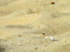 Two hot candid beach babes naked in the sun