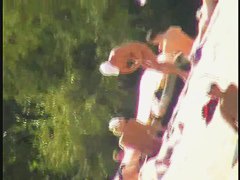 A delectable nude beach spy cam video