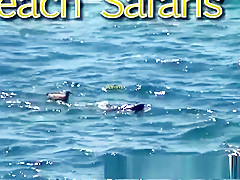 Rafian's Beach Safaris 25