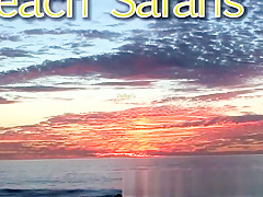 Beach Porn - Hot Couples Fuck On The Beach