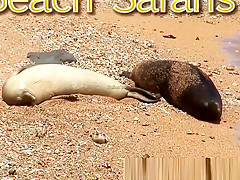 Rafian's Beach Safaris 22