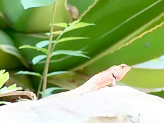 Kwan Galyarut enjoys stripping outdoors and posing for the camera