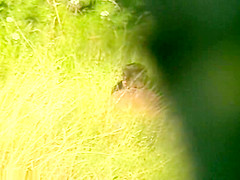 Bh 19115