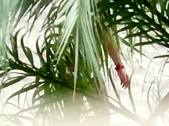 I can't wear a bra because of new tattoo! Beach Voyeur