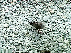 Bh 5599 Sh14a3726573031