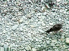 Bh 5599 Sh14a3726573031