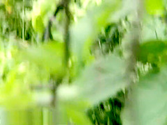 Bh 5438 Bs04a