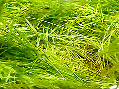 Hairy Anal and Pissing in the forest