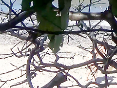 Voyeured-Other Woman on Beach