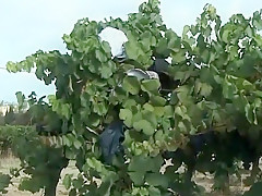 Baisée dans les vignes