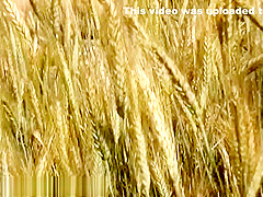 Bh 4387 Ps12 1024k