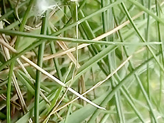 Coquinette pisse et baise dans la foret