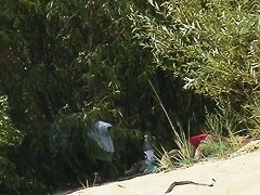 Couple taking sunbaths and walking nakes on the beach