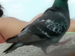 Pigeon walks through like a boss