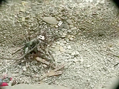 Beach sex with the most tiny wife ever