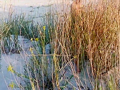 Amateur couple got caught having sex on the beach by voyeur.