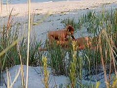 Amateur couple got caught having sex on the beach by voyeur.