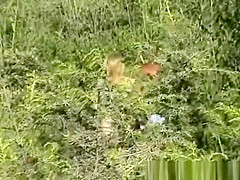 Kelly.Stafford Beach Bukakke