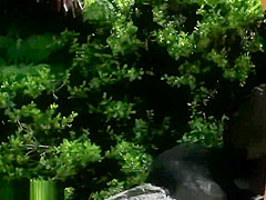 Do Me Now (Explicit Version) HD Mandy Flores