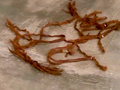 Fat slut takes lezom on the beach