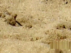 Nudist Beach MILFS Close-up Compilation