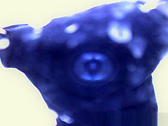 Spy Cam Shows Beach, Amateur, Changing Room Video Ever Seen