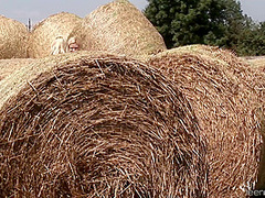 Bottle On The Haystack Blond Cat Yasmine G