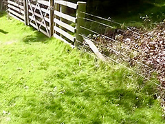 Lukehardyxxx - Chkittys