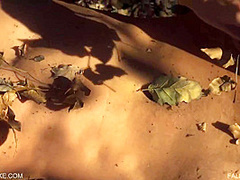 Fallen Leaves