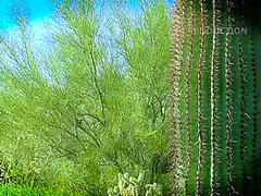 Girlfap - Christine Nova - Desert Jerk Off