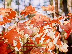 Sexy Lumberjack - Zelda B - Met-Art