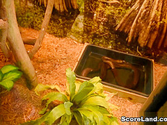 Everglades Road Trip - Hitomi - Scoreland