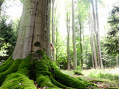 Anna Di Magical Forest - Skinny Teen Solo