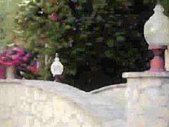 Brooklyn Chase In Double Fucking Porn Video