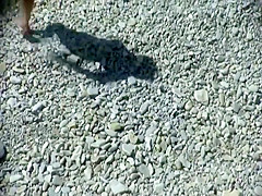 Fucking like rabbits on a beach