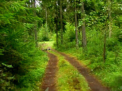 Virginia Story About Virginia