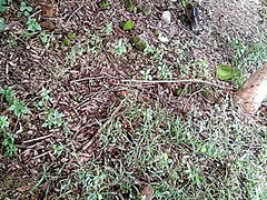 Risky Public Outdoor Sex In Jungle