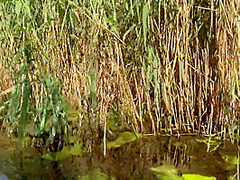 Stop Swimming And Fuck Me - Real Outdoor Sex (pov)